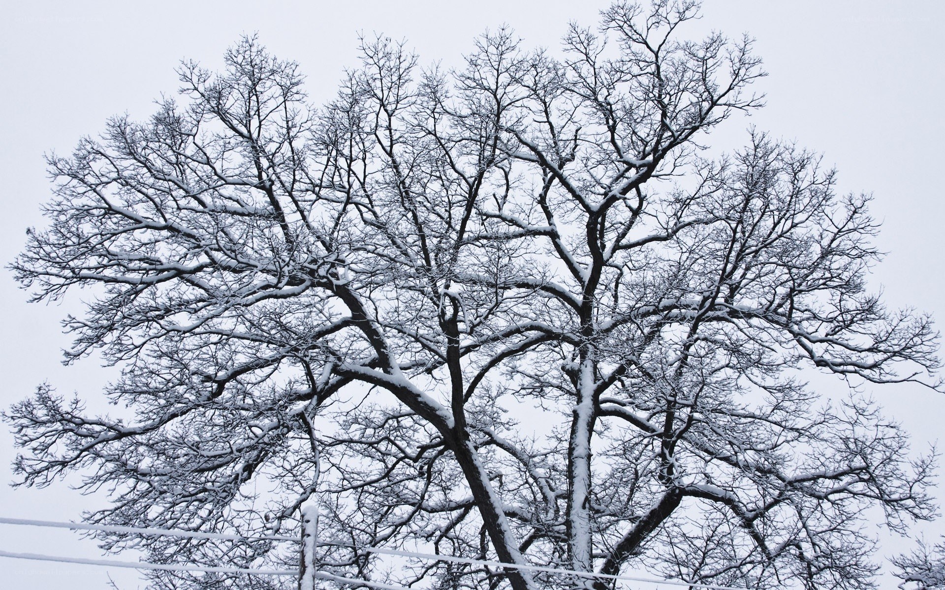 snow-covered tree branches
