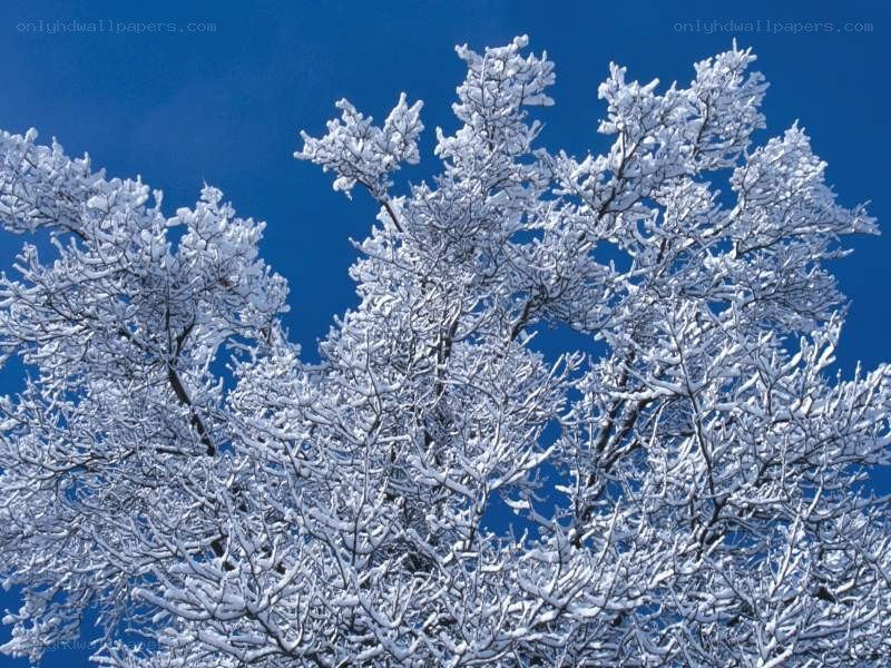 Snow-covered tree branches