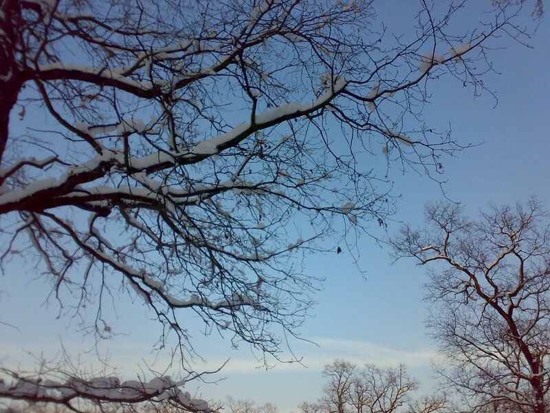 Snow-covered tree branches