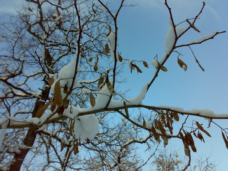 Snow-covered tree branches