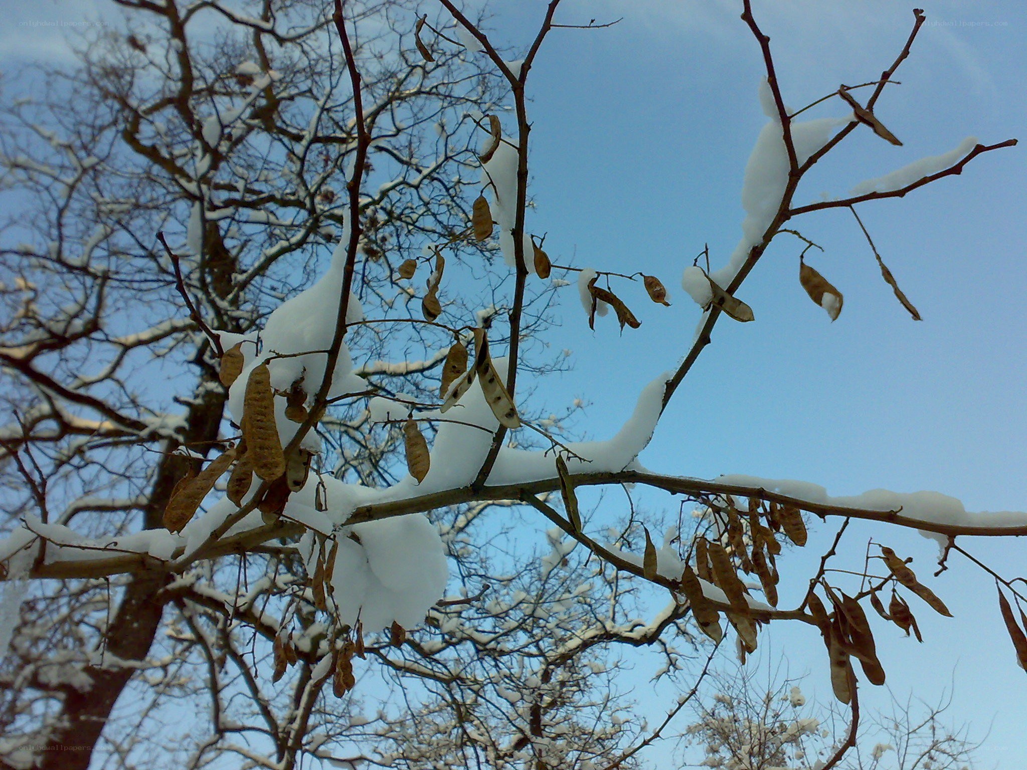 Snow-covered tree branches