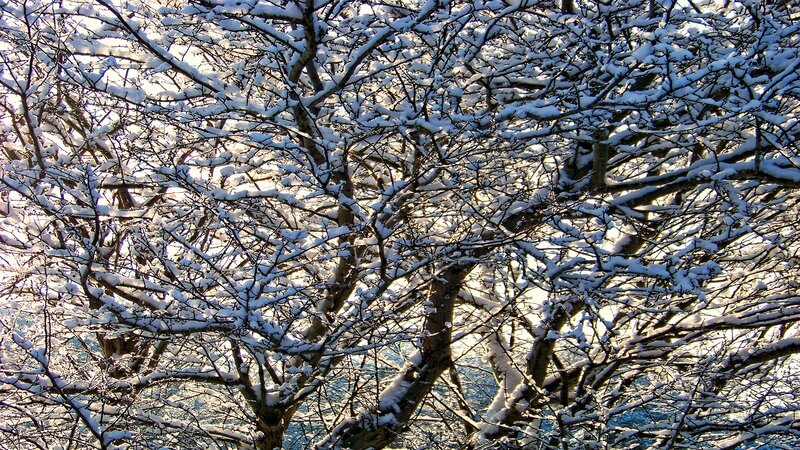 Snow-covered tree branches