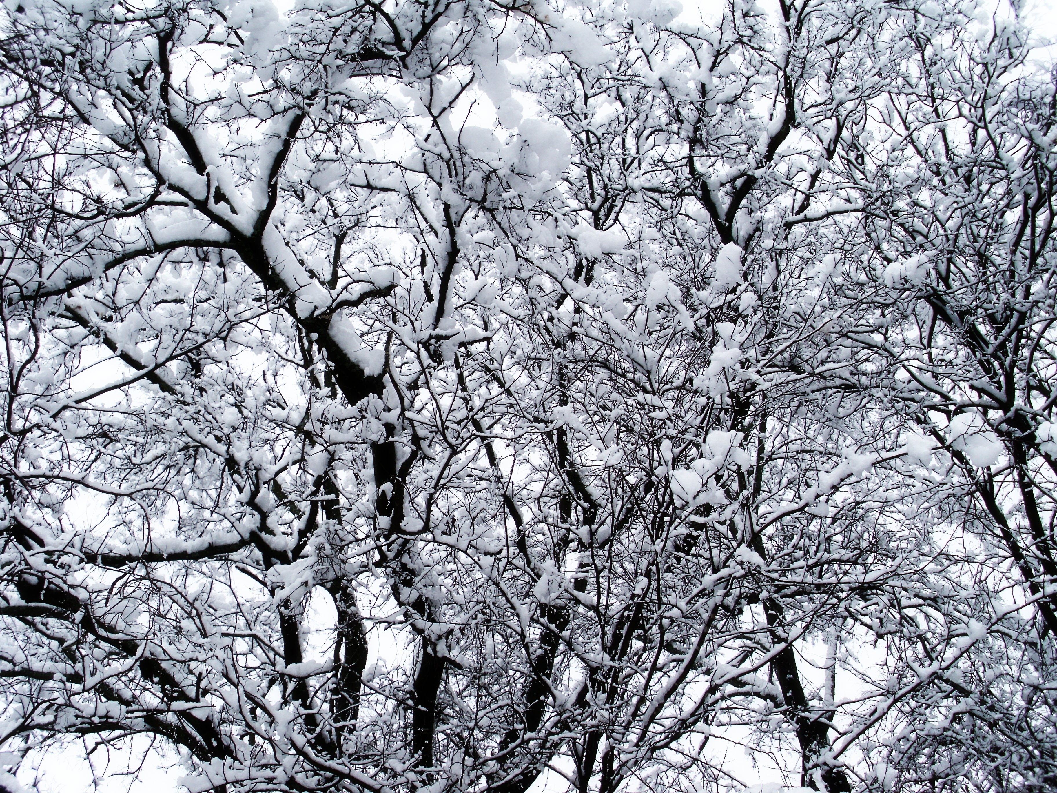 Snow-covered tree branches