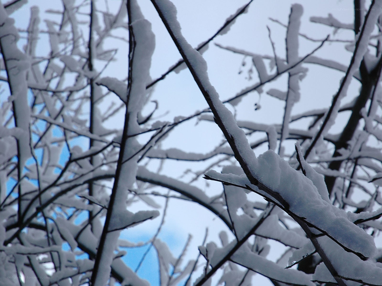 Snow-covered tree branches