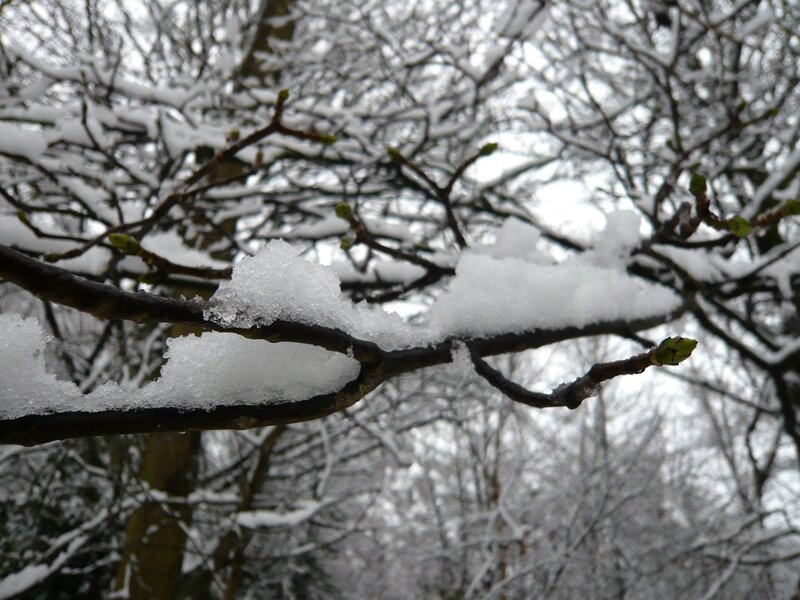 Snow-covered tree branches