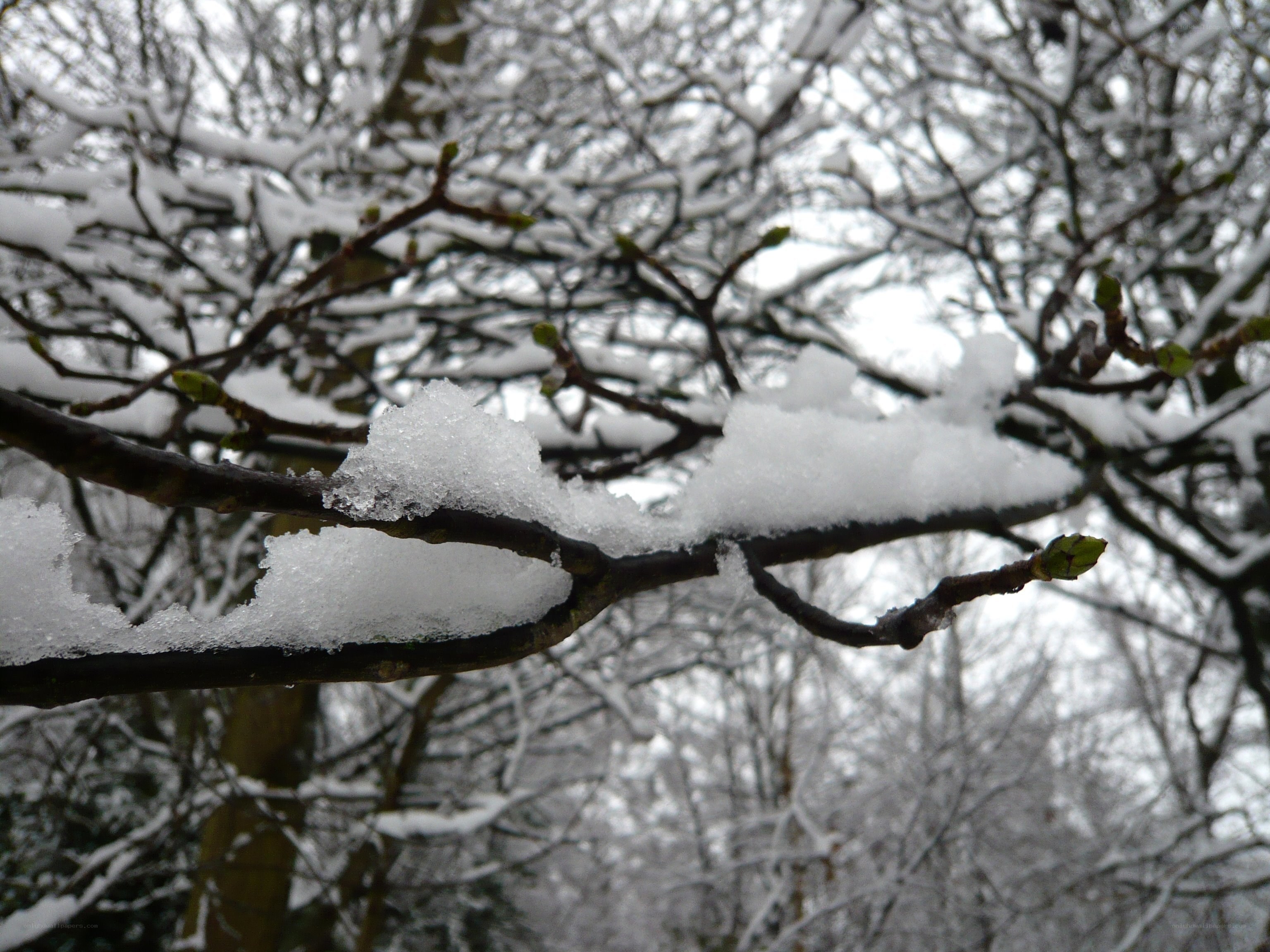 Snow-covered tree branches