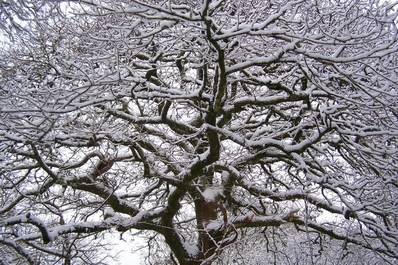 Snow-covered tree branches