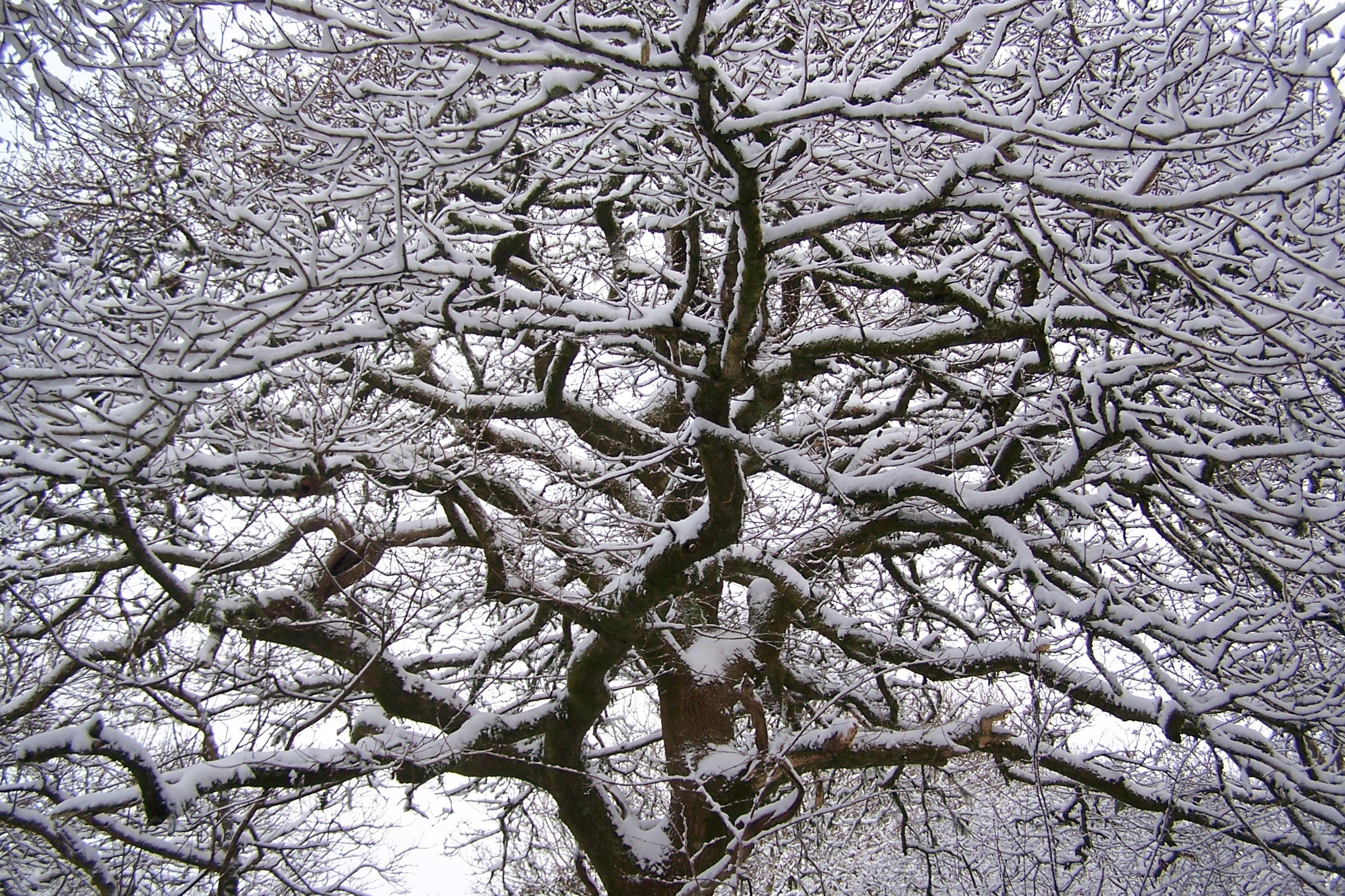Snow-covered tree branches