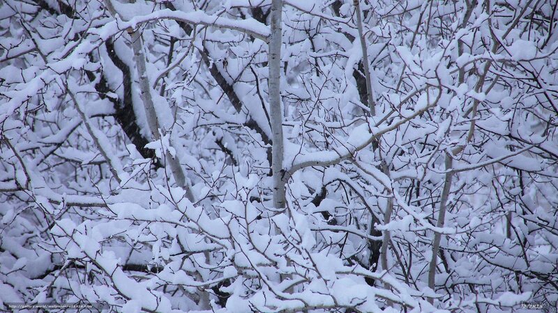 Snow-covered tree branches