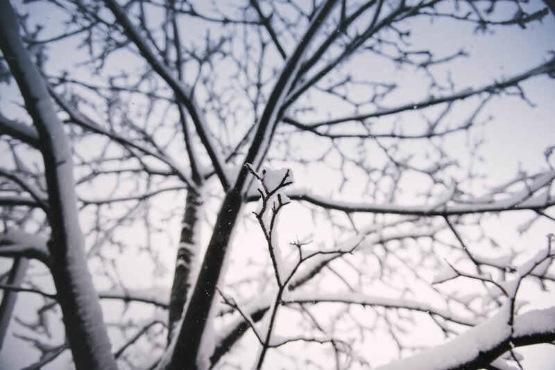Snow-covered tree branches
