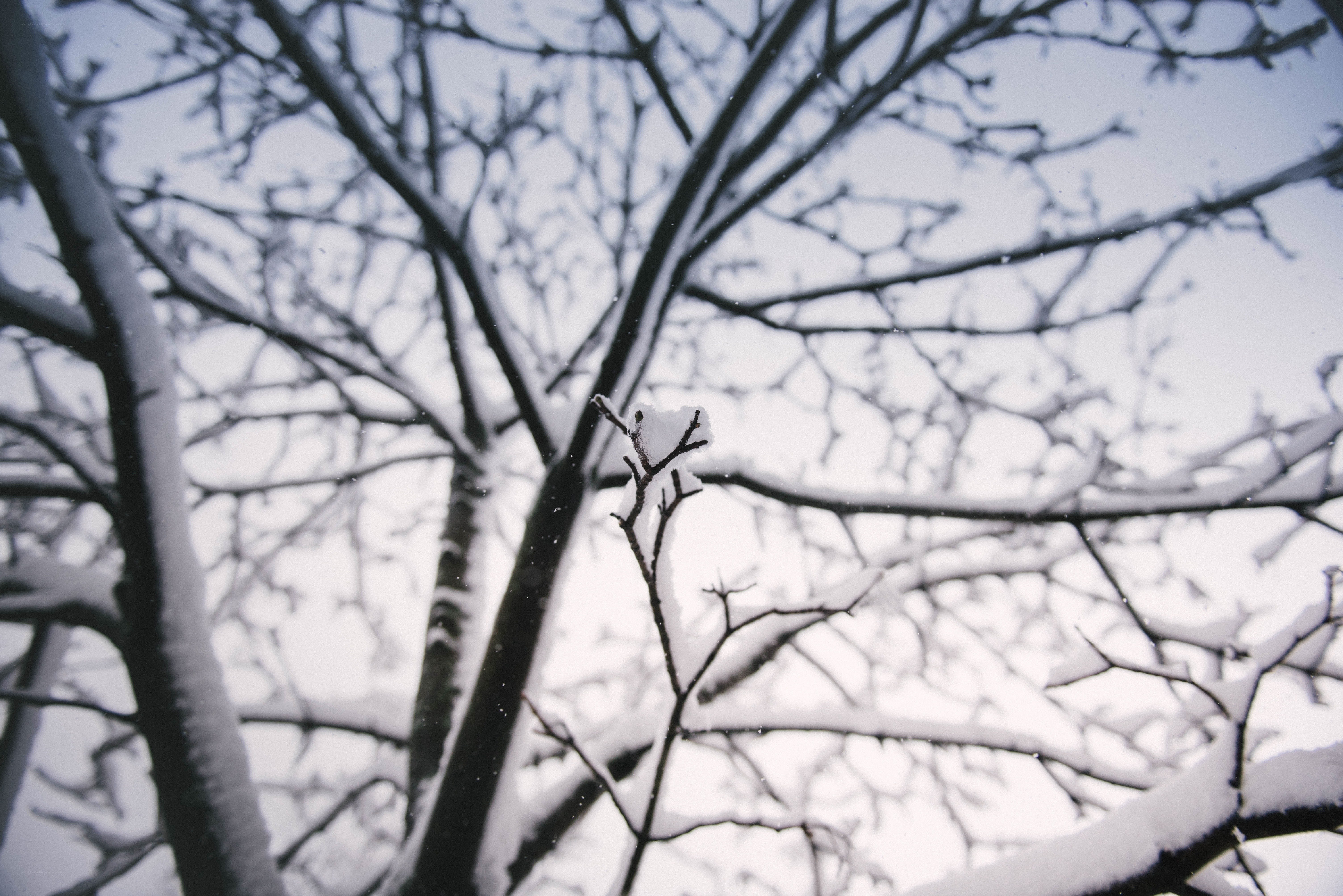 Snow-covered tree branches