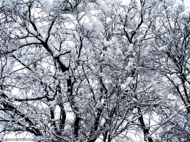 Snow-covered tree branches