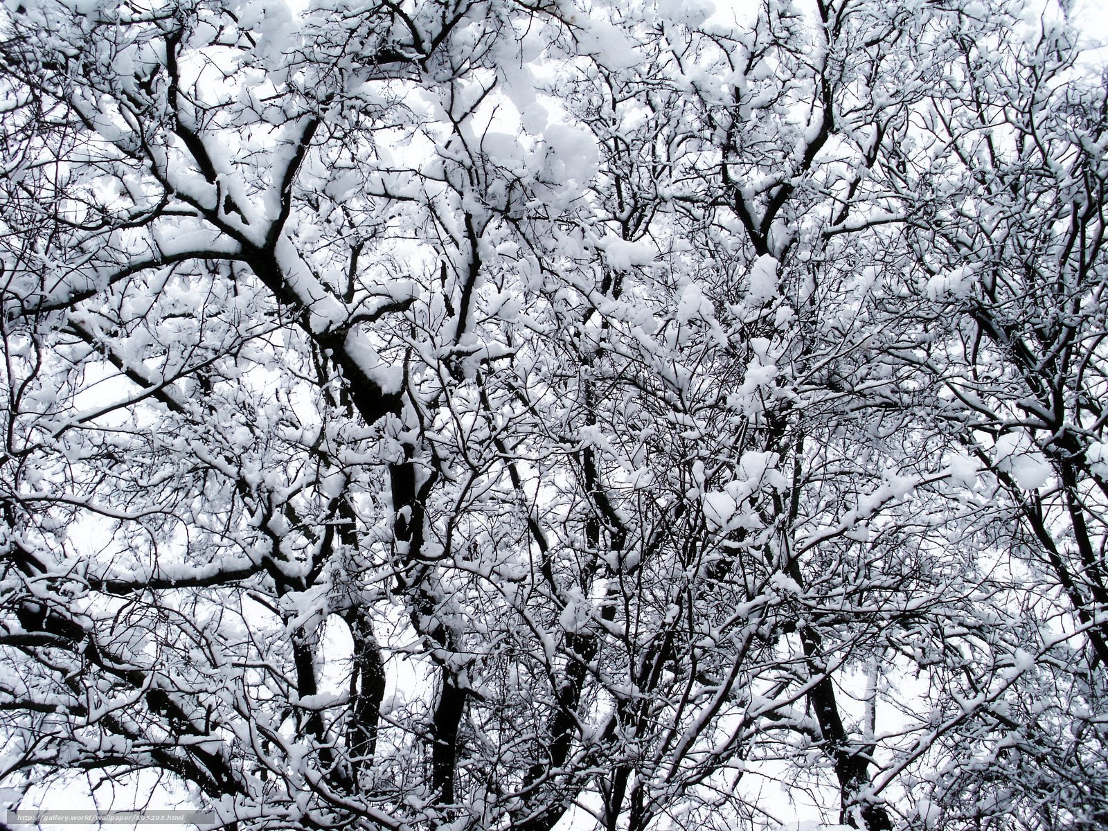 Snow-covered tree branches