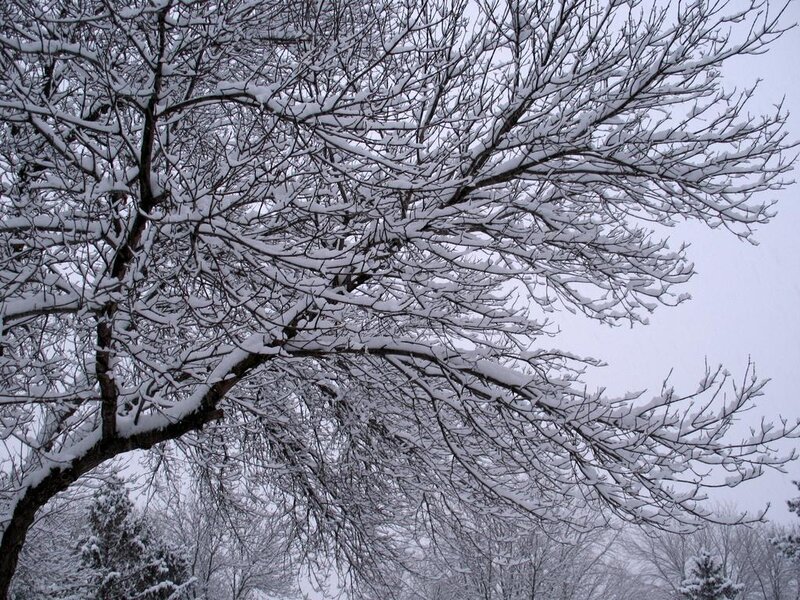 snow-covered tree branches