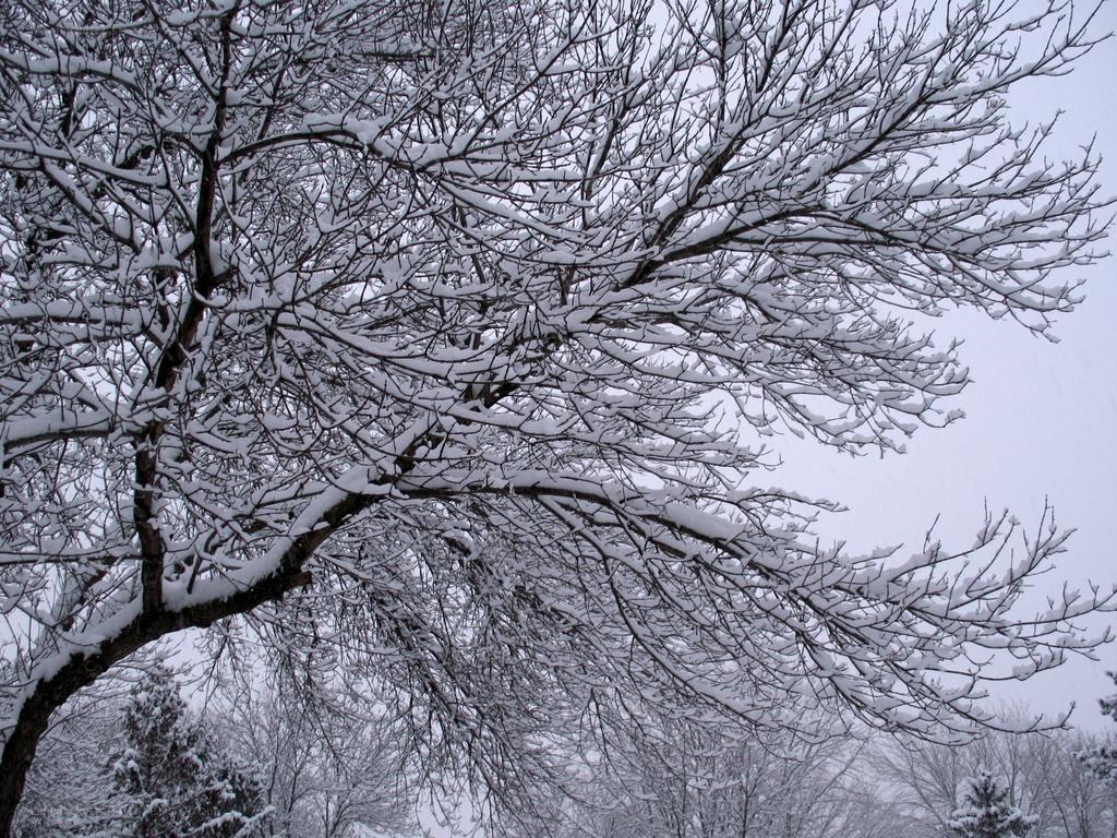 snow-covered tree branches