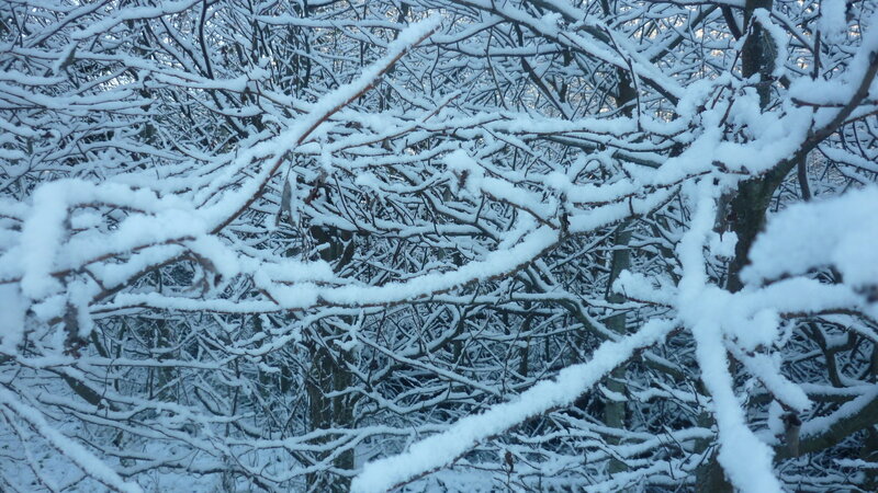 snow-covered tree branches