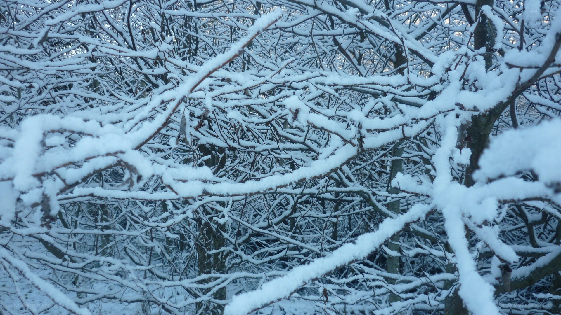 snow-covered tree branches