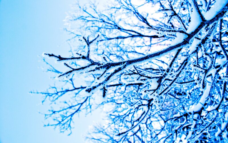Snow-covered tree branches