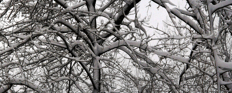 Snow-covered tree branches