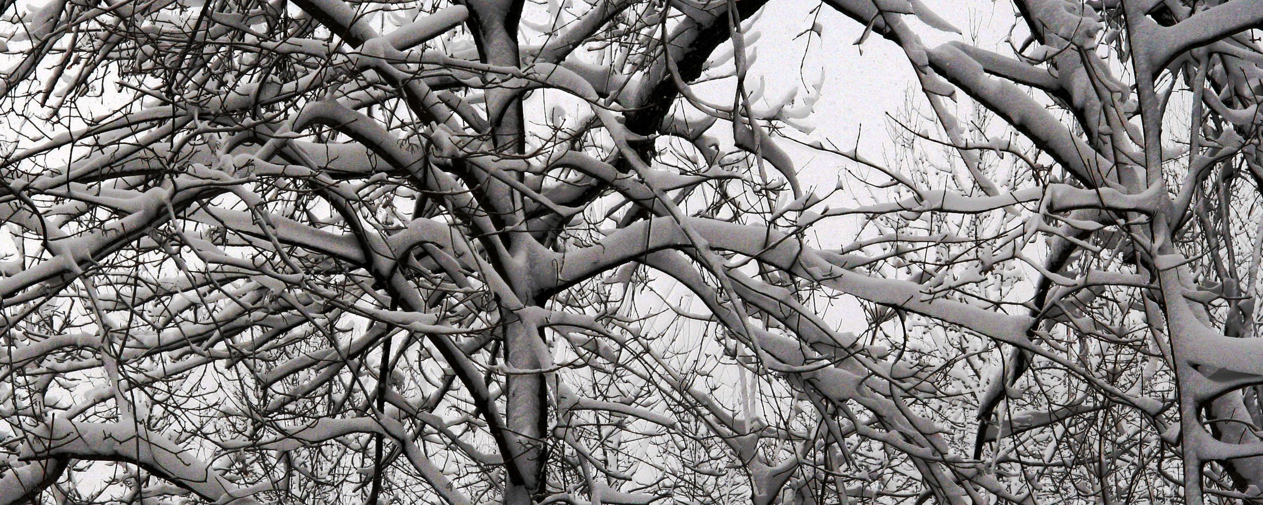 Snow-covered tree branches
