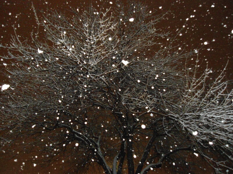 Snow-covered Tree Branches — Black, Calm
