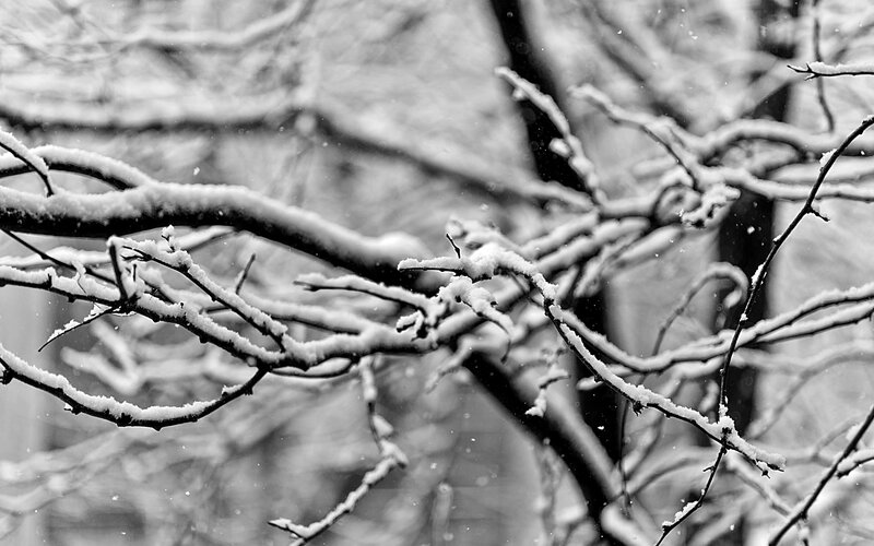 Snow-covered Tree Branches — Black, Calm, Winter, Photograph, Snow, Trees