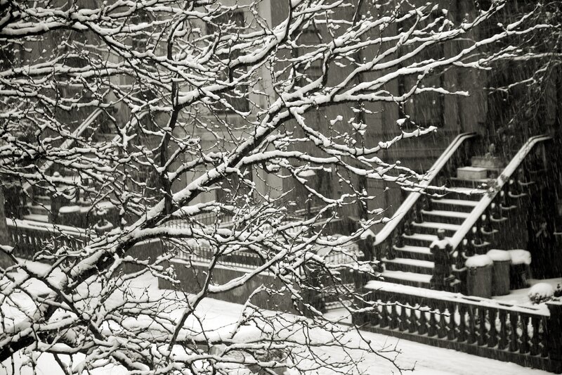Snow-covered Tree Branches — Black, Calm, Winter, Photograph