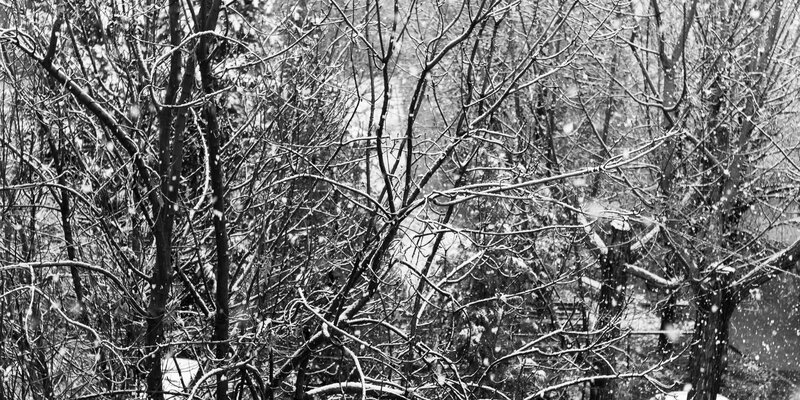 Snow-covered Tree Branches — Black, Calm, Winter, Photograph, Trees
