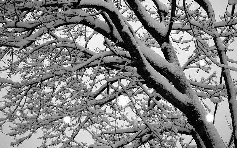 Snow-covered Tree Branches — Black, Calm, Winter
