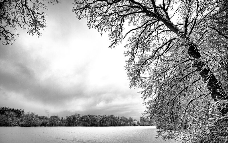 Snow-covered Tree Branches — Black, Dreary