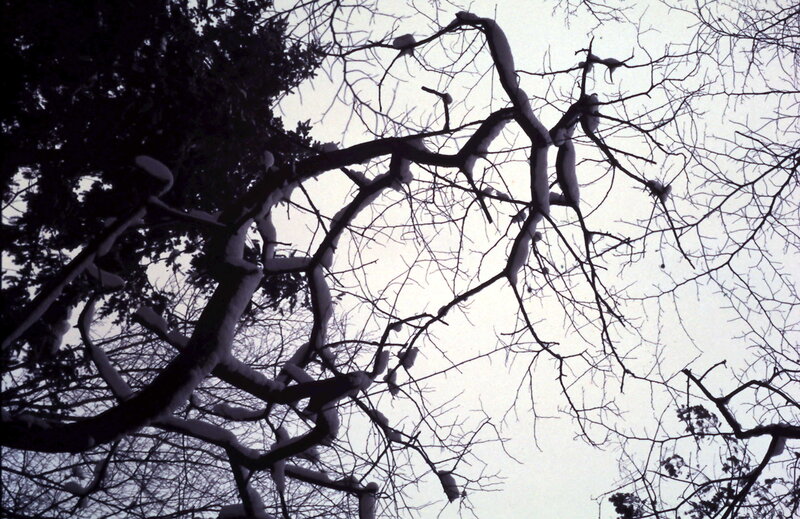 Snow-covered Tree Branches — Black