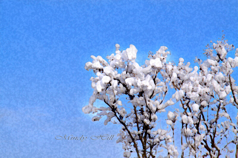 Snow-covered Tree Branches — Blue, Calm