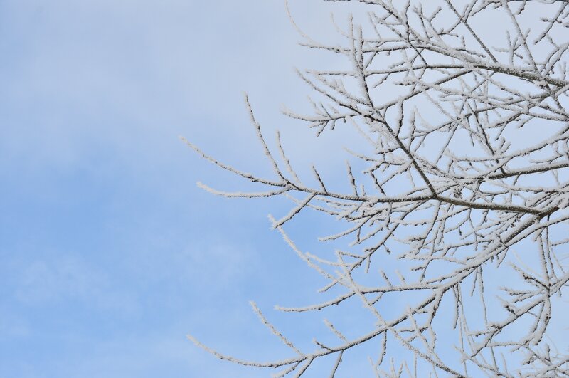 Snow-covered Tree Branches — Blue, Calm, Winter, Photograph, Sky