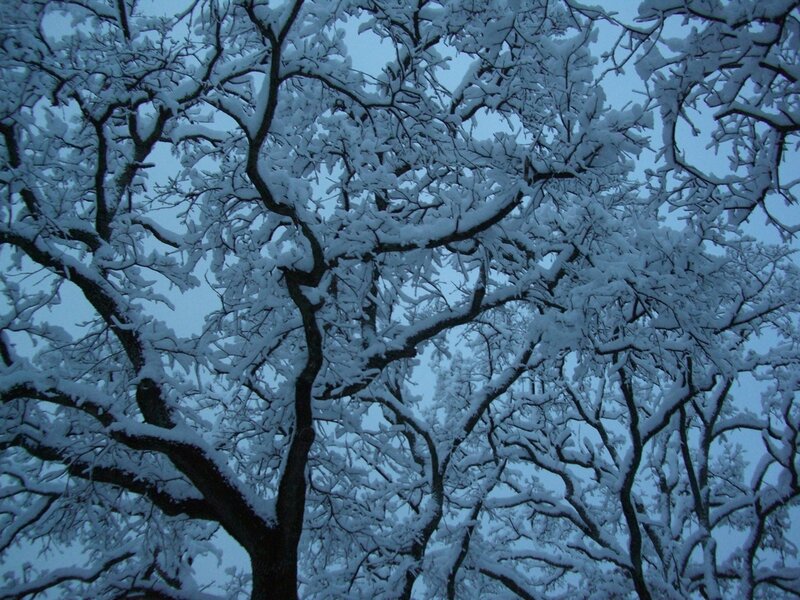 Snow-covered Tree Branches — Blue, Calm, Winter, Photograph, Snow, Sky
