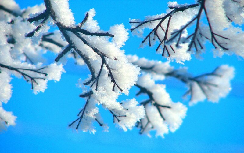Snow-covered Tree Branches — Blue, Calm, Winter, Photograph