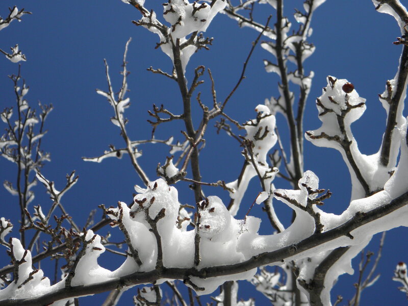 Snow-covered Tree Branches — Blue, Calm, Winter