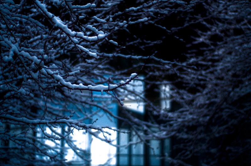 Snow-covered Tree Branches — Blue, Cold