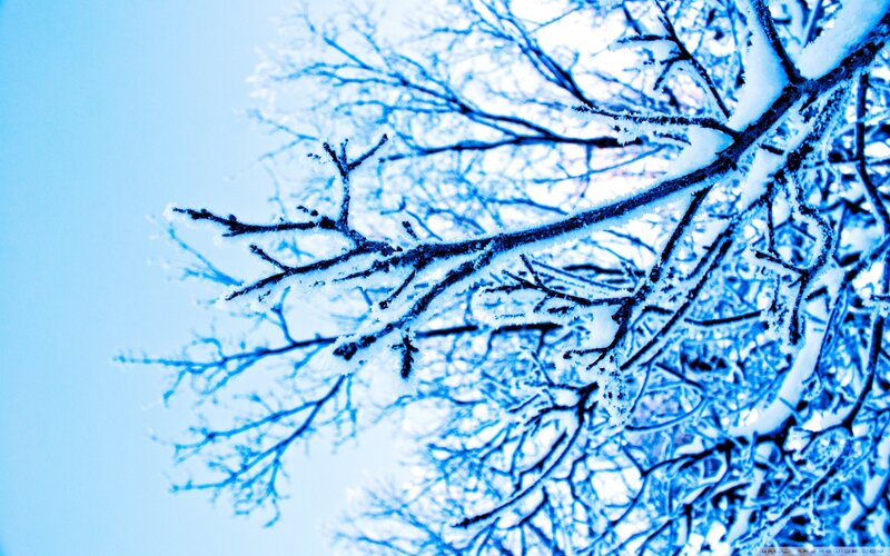 Snow-covered Tree Branches — Blue, Cold, Winter, Photograph