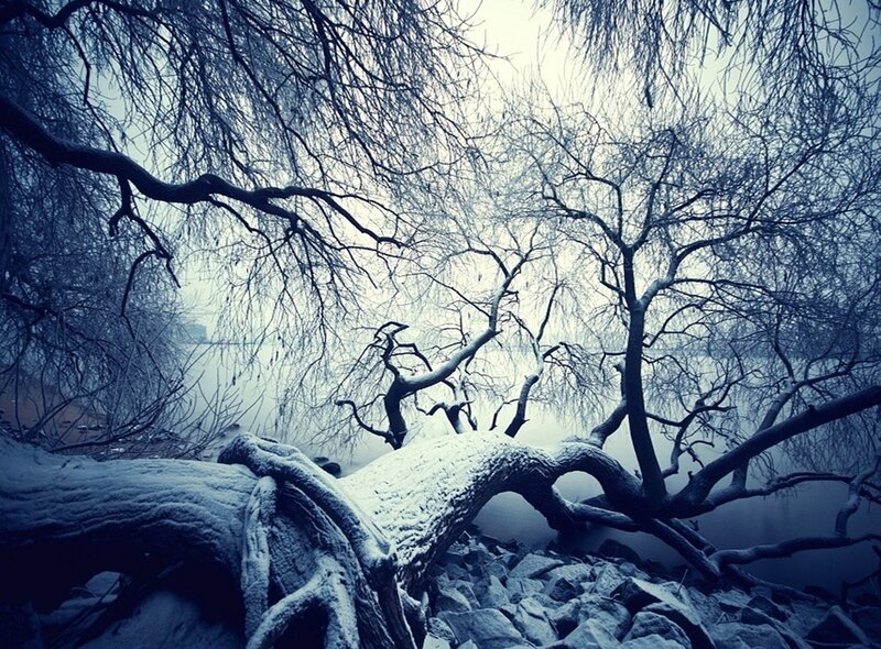 Snow-covered Tree Branches — Blue, Cold, Winter
