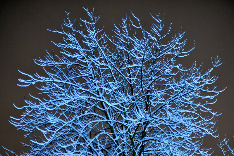 Snow-covered Tree Branches — Blue, Dramatic