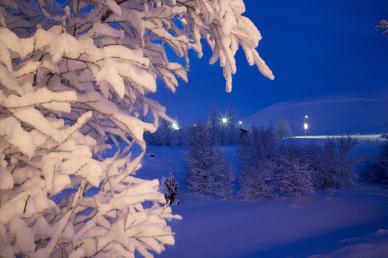 Snow-covered Tree Branches — Blue, Serene, Night, Photograph