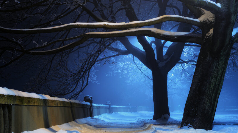 Snow-covered Tree Branches — Blue, Serene, Night