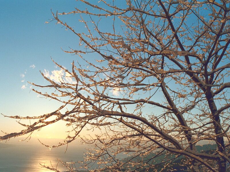 Snow-covered Tree Branches — Blue, Serene, Sunset