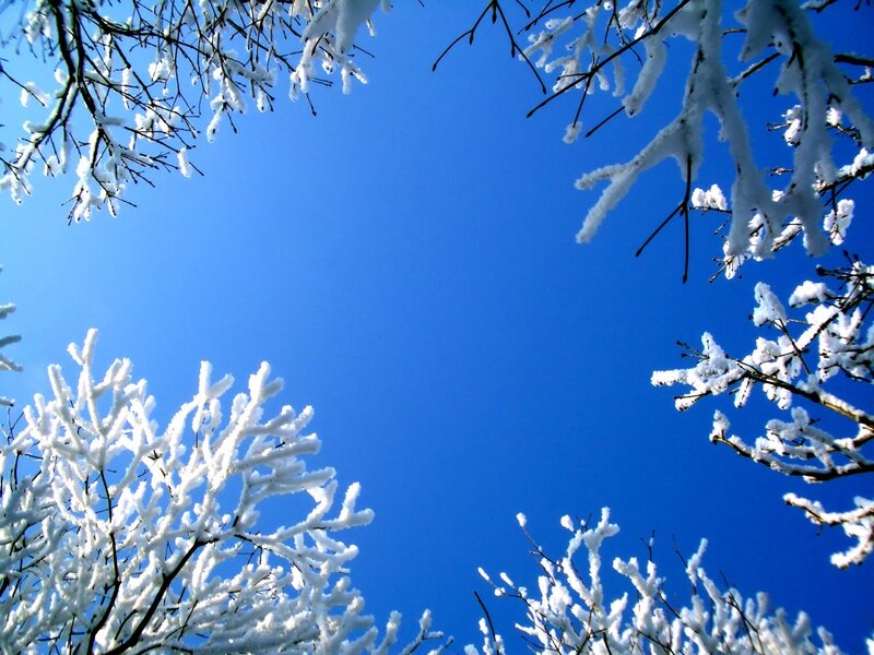 Snow-covered Tree Branches — Blue, Serene, Winter, Photograph, Sky, Snow
