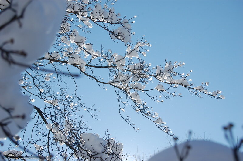Snow-covered Tree Branches — Blue, Serene, Winter, Photograph, Snow, Sky