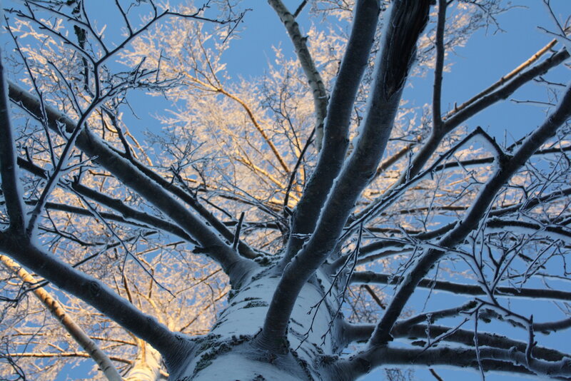 Snow-covered Tree Branches — Blue, Serene, Winter, Photograph, Snow