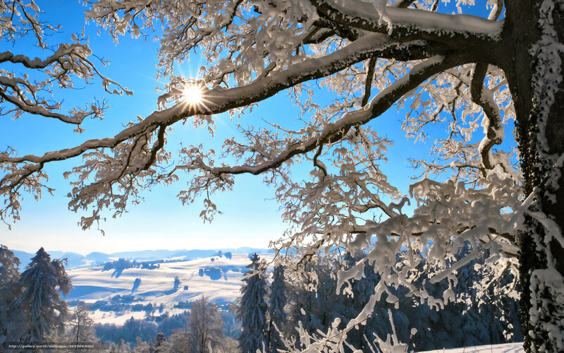 Snow-covered Tree Branches — Blue, Serene, Winter, Photograph, Sun, Snow