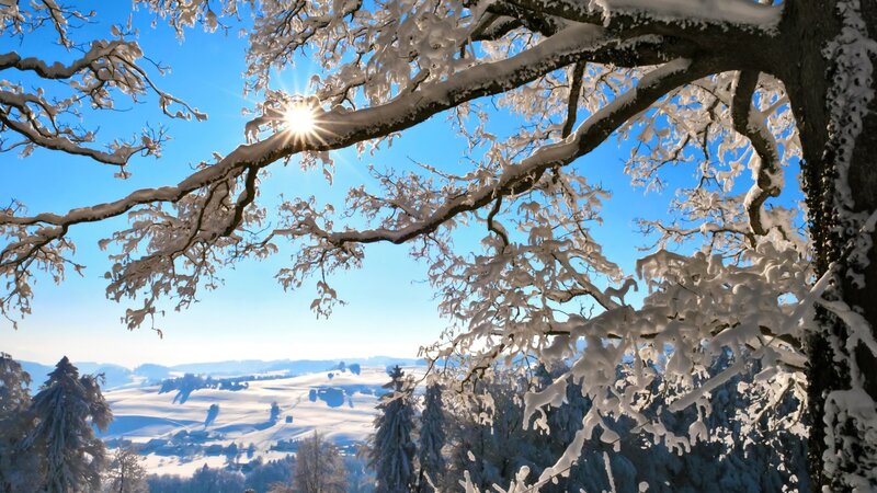 Snow-covered Tree Branches — Blue, Serene, Winter, Photograph, Sun
