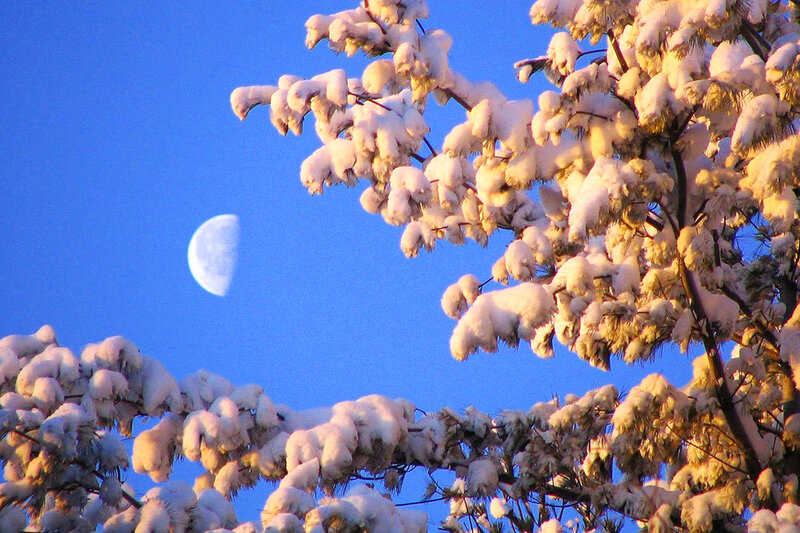 Snow-covered Tree Branches — Blue, Serene, Winter, Photograph