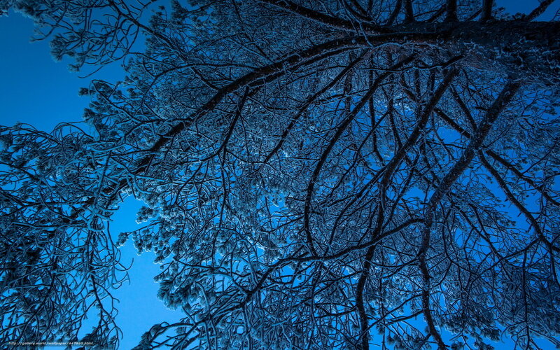Snow-covered Tree Branches — Blue, Serene, Winter, Photograph, Tree Branches